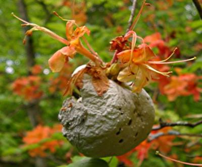 This gall is old enough to have a whitish coating. Fungicide has little effect on these galls, although some authorities say a copper sulphate spray in early spring can help..