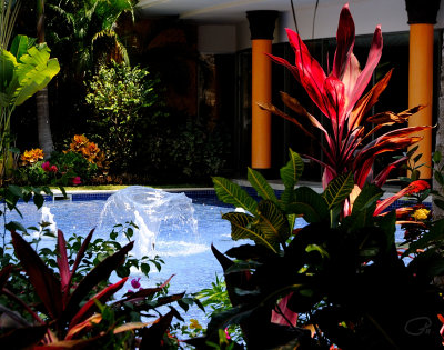 Plants And Fountain