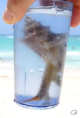 Live Conch