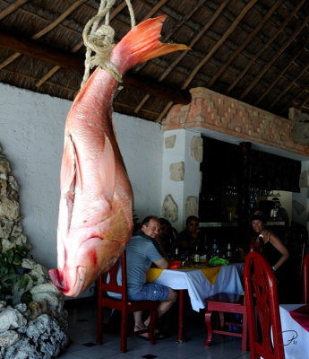 Daily Catch At La Mission