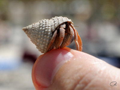 Jake's Mini Crab