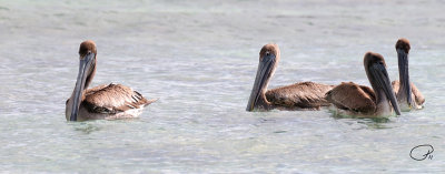 Brown Pelicans