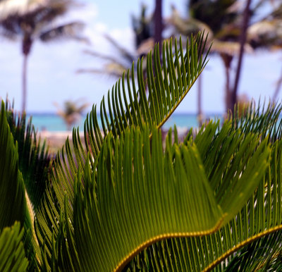 Sago Palm Fronds