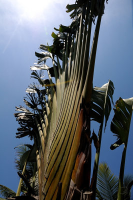 Traveler's Palm