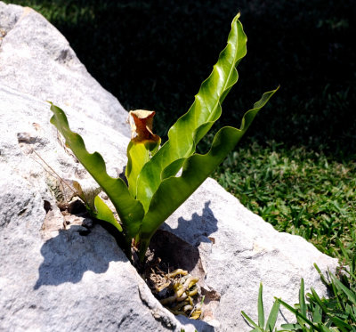 Growing From The Rock