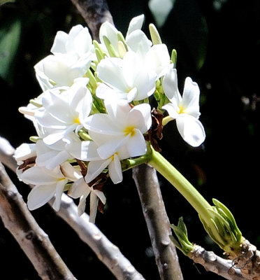 Plumerias