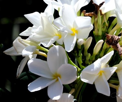Plumerias