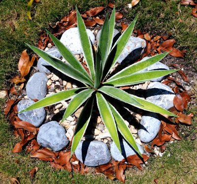 Plant, Rocks And Leaves Arrangement