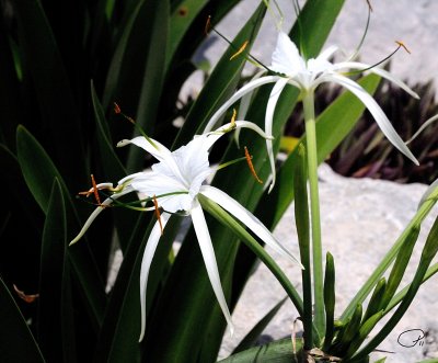 Hymenocallis Littoralis