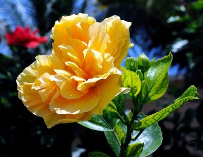 Yellow Beauty