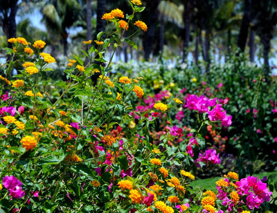 Bougainvillea And Orange-Coloured Blossoms