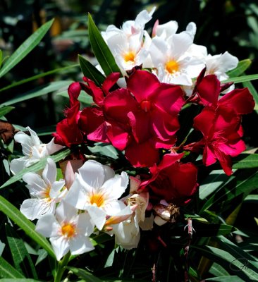 White And Red