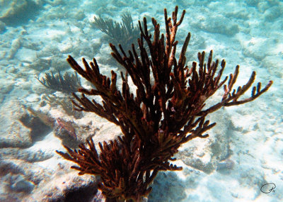 Brown Sea Rod Coral