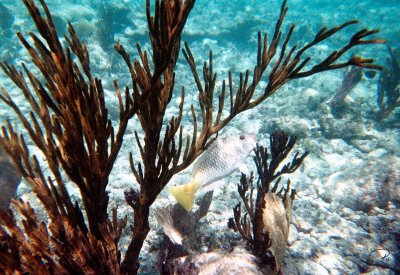 Common Parrotfish