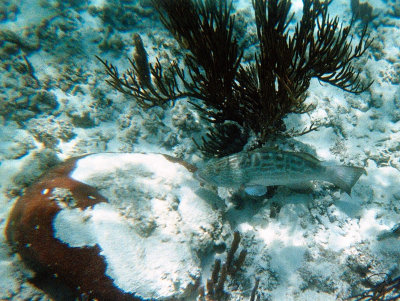 Juvenile Tiger Grouper