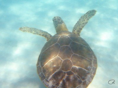 Green Turtle Swimming Along