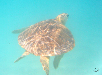 Green Turtle Nearing The Surface