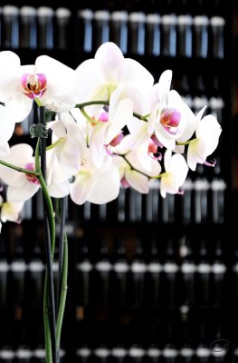 Flowers And Bottles