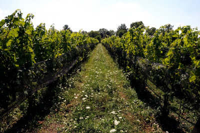 Rows Of Vines