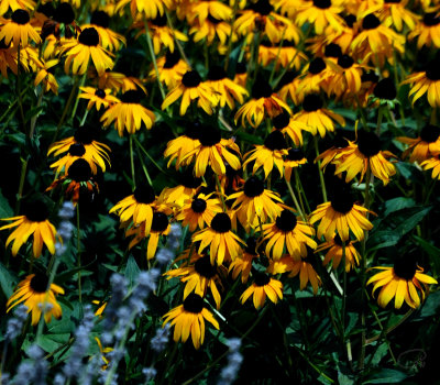 Black-Eyed Susans
