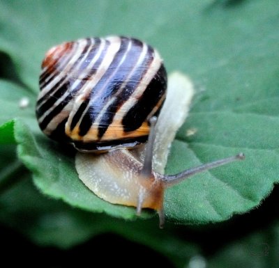 Common Snail (Helix Aspersa)