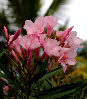 Pink Blooms