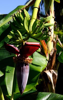 Bananas