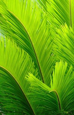 Fronds