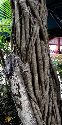 A Tangle Of Roots