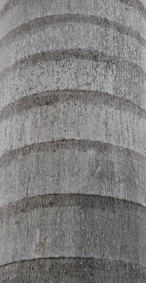 Royal Palm Bark