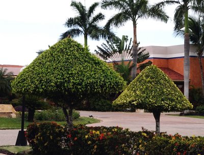 Manicured Trees