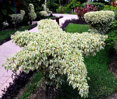 Star Shrub