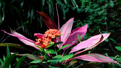 Flowers And Leaves