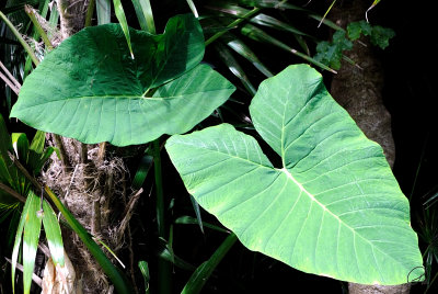 Heart-Shaped Leaves
