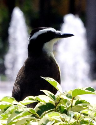 Great Kiskadee