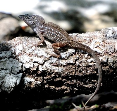 Lizard