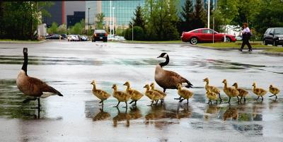 Parking Lot Geese