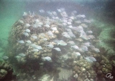 Hanging Out At The Reef
