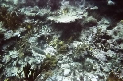 Camouflaged
