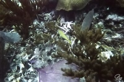 Splash Of Yellow