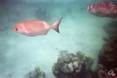 Swimming By