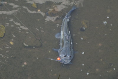 DSCF2787.JPG