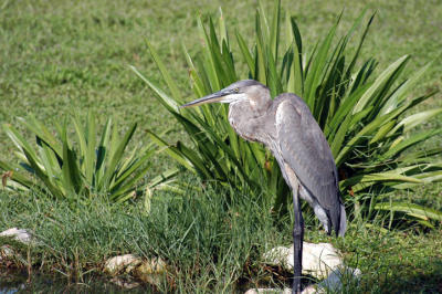 Fort DeSoto 342.jpg