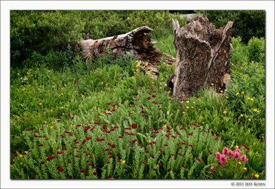 Wildflowers, San Juan National Forest, Colorado, 2011