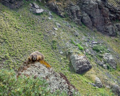 Marmot Haning out Trailside.jpg