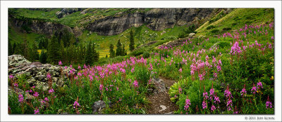 Wildflowers, Ice Lake Trail, San Juan National Forest, Colorado, 2012