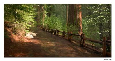 Old Big Oak Flat Rd Pano