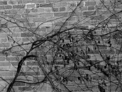 IMG_3213bw.jpg