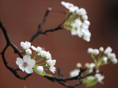 Blossom, smile some, send some sunshine down my way..