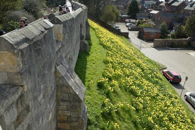 Daffodils on the Hill in York